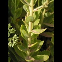 Orpin x September Glut - Sedum spectabilis (fam Crassulacees) (3)